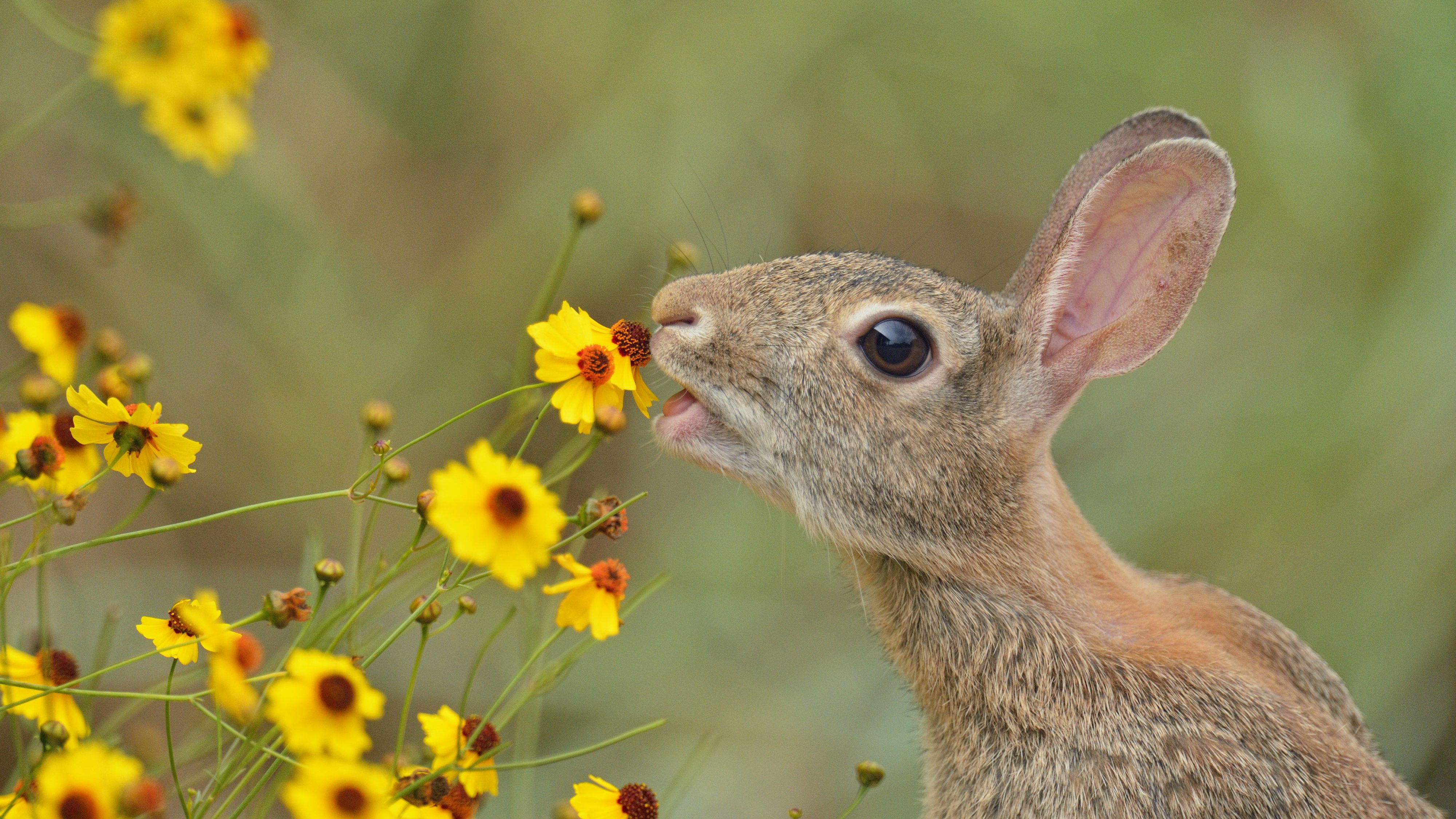 rabbit-food-chain