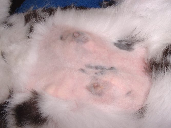 rabbit mastitis