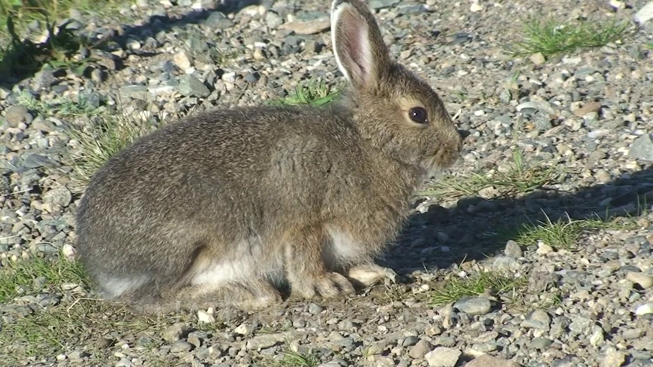 rabbit-vitamines-&-minerals