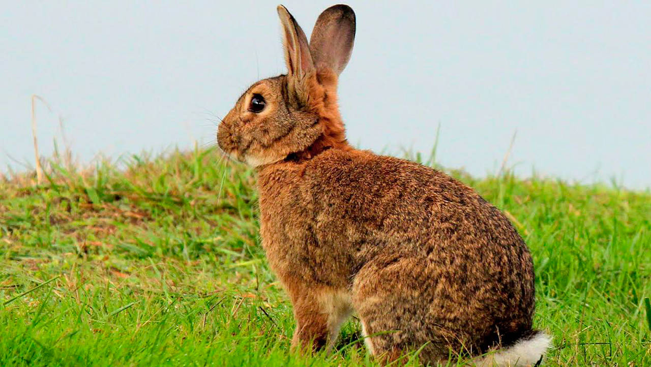 rabbit-name