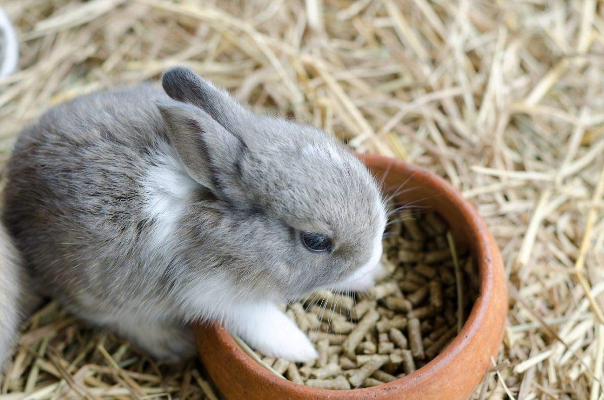 rabbit-pellets