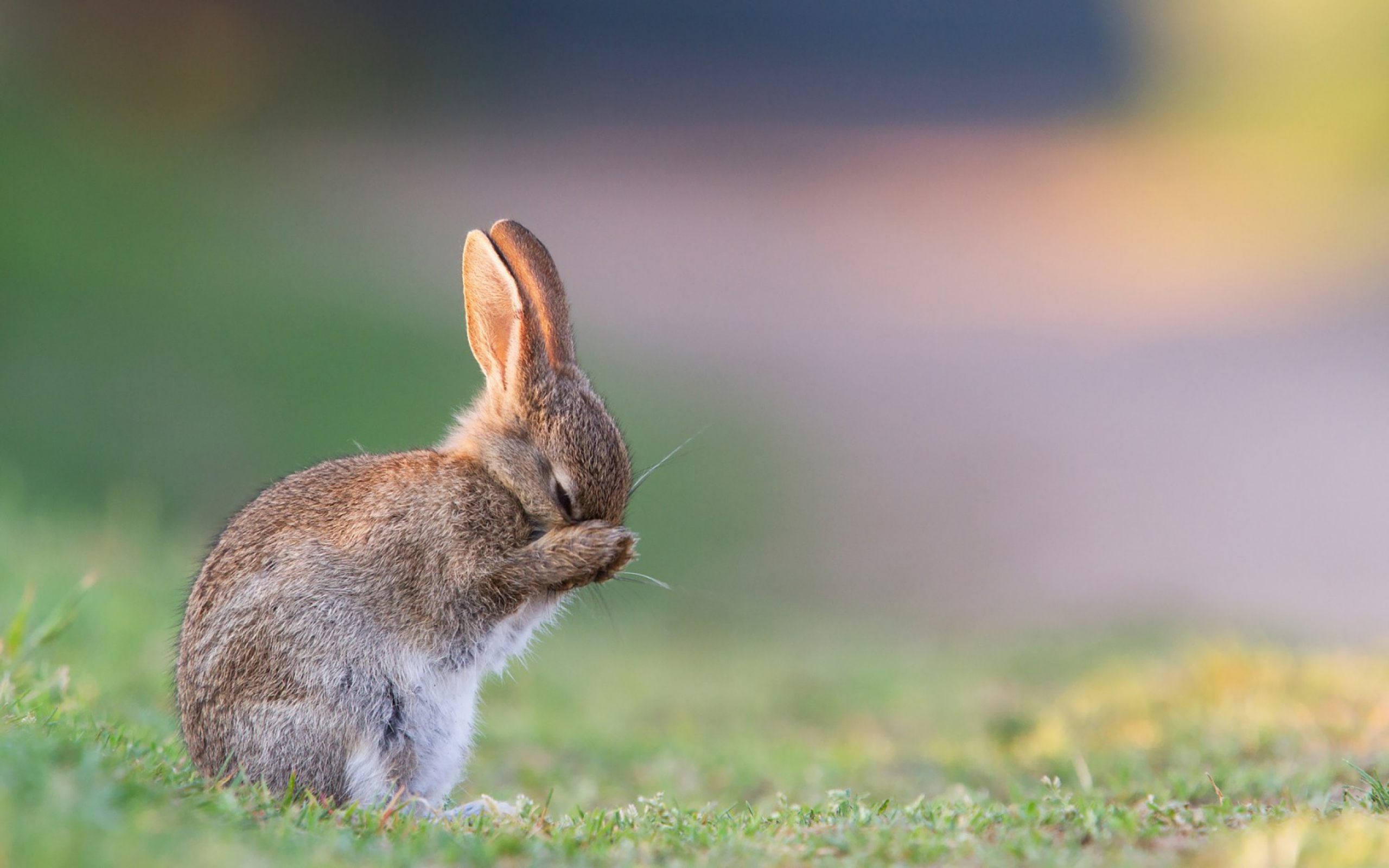 rabbit-sad