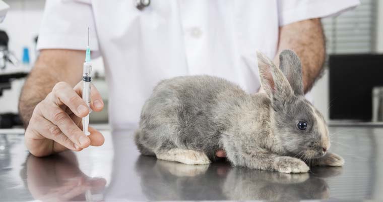 rabbit-vacciniation