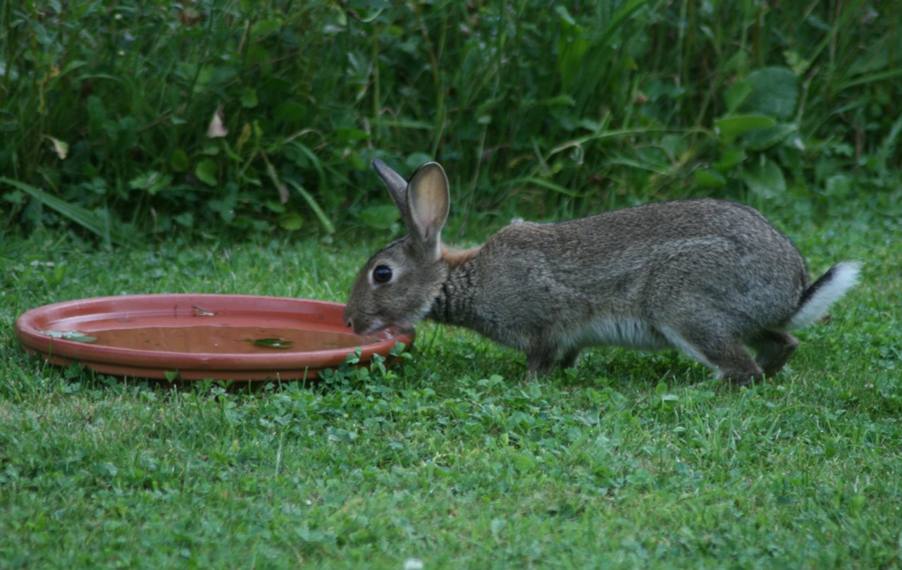 rabbit-water