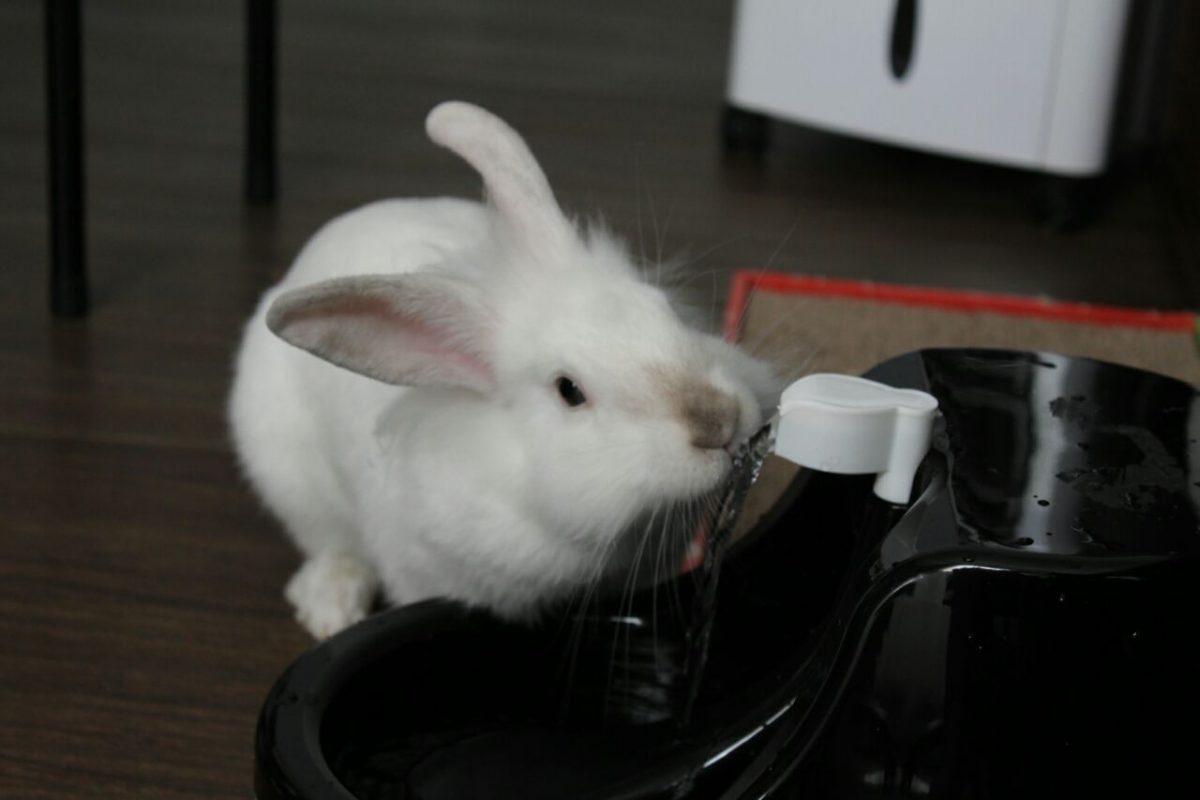 Best Information About Rabbit Water( water Bowl and Bottle )