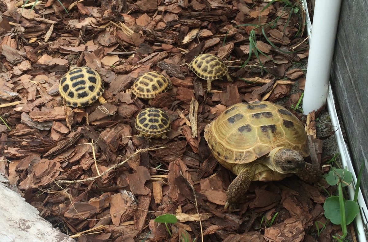 russian-tortoise-food-favorite-disliked-food-vegetables