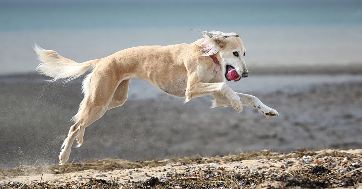 saluki-dog-history