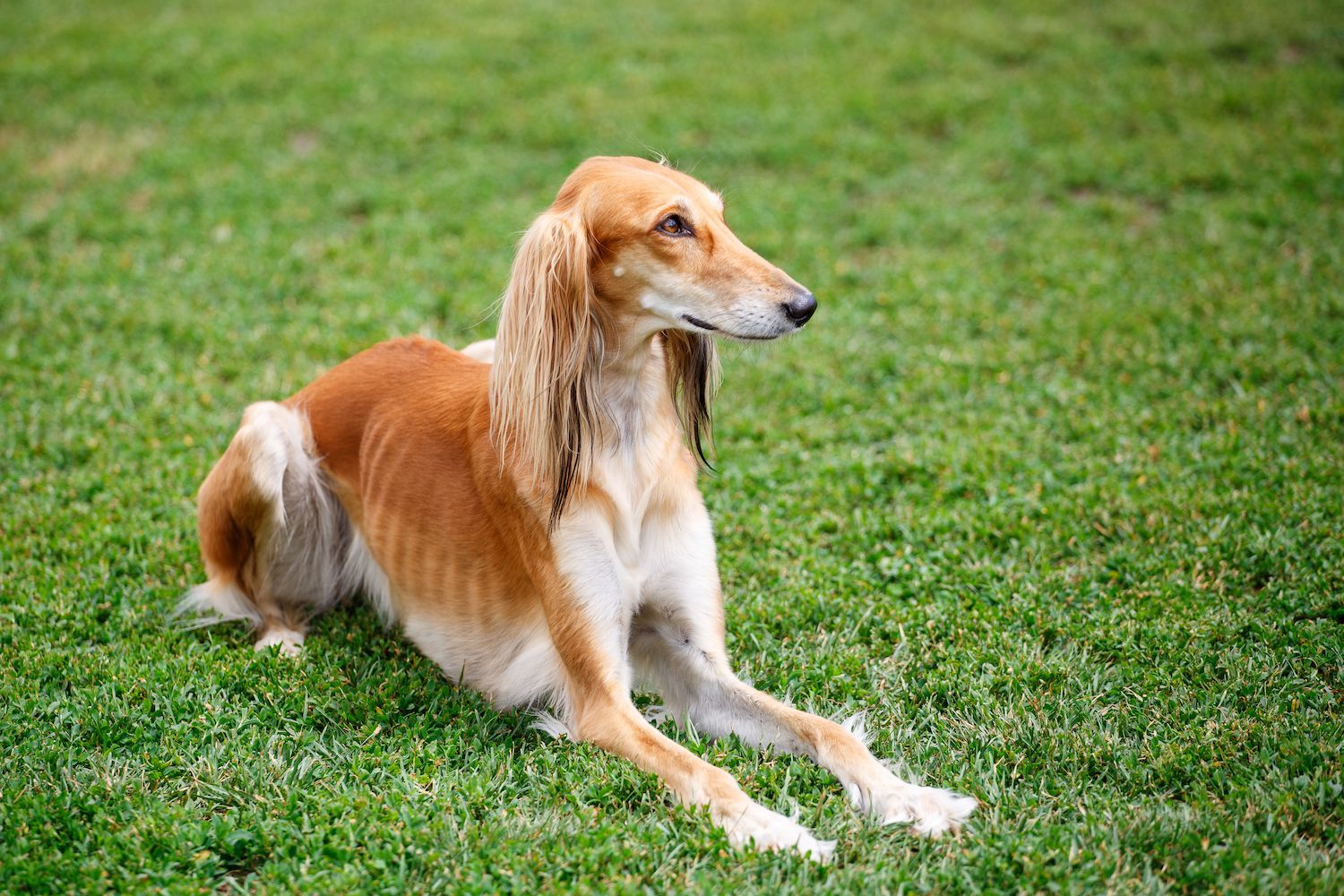 saluki-dog-history