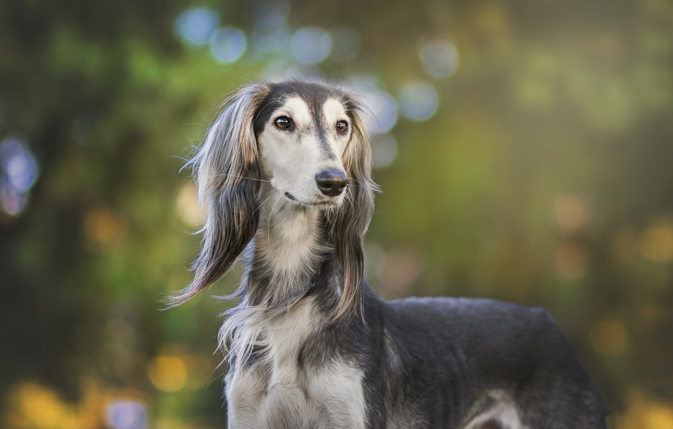 saluki-dog-charcterstics