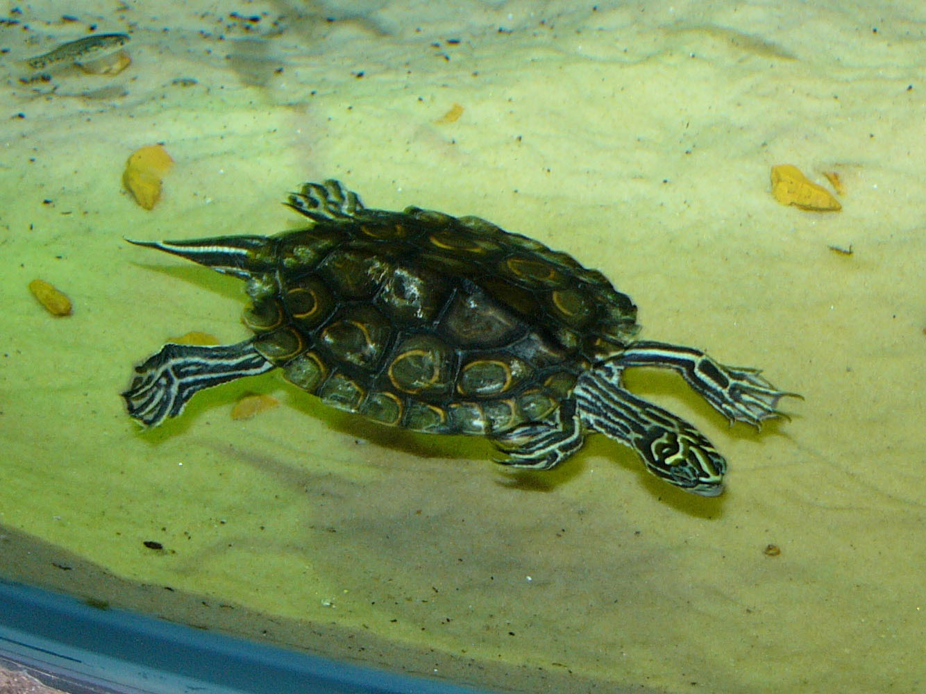 type-of-turtle-sawback-turtle