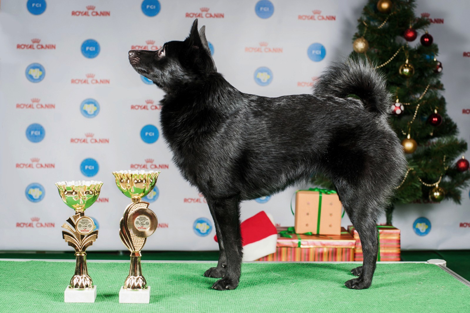 schipperke-dog-breeds