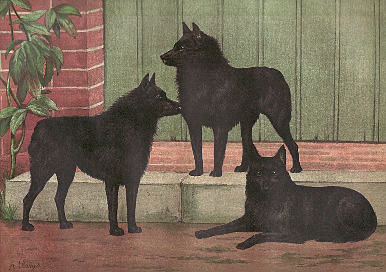 schipperke-dog-history