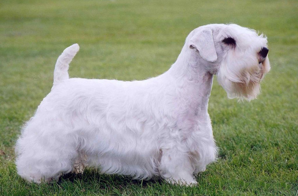 sealyham_terrier_health