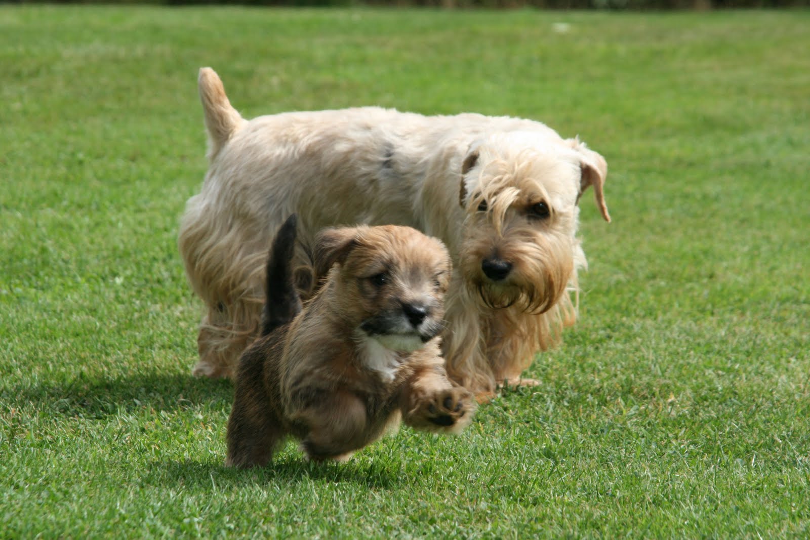 sealyham-terrier-characterstics