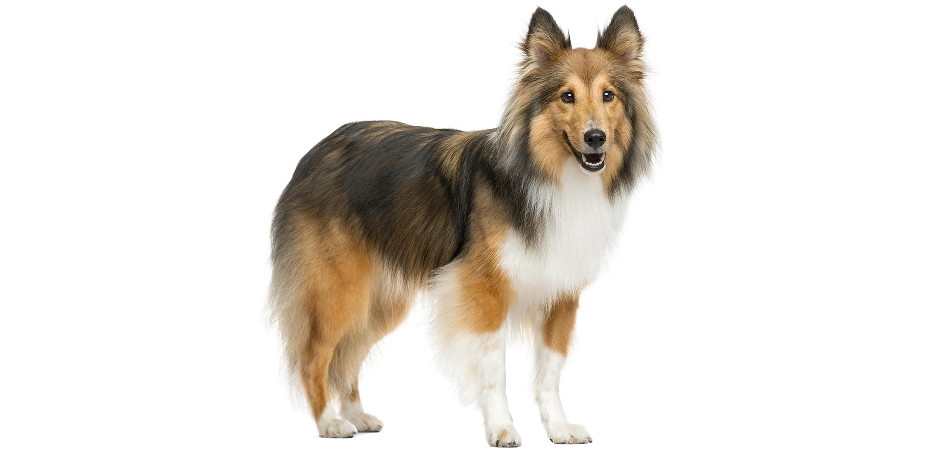 Shetland Sheepdog Breed Profile Facts Best Guide 