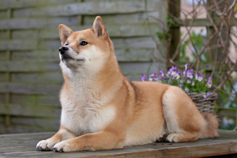 Japanese Shiba Inu Breed Information Facts Characteristics