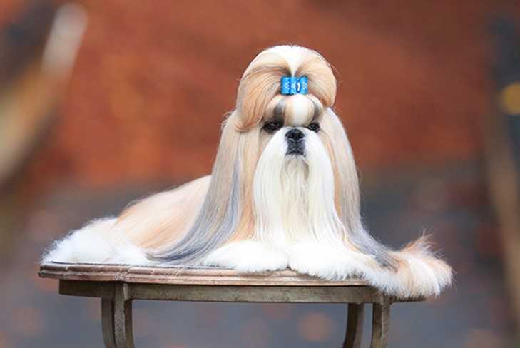 Shih Tzu Dog Origin Health Temperaments Best Grooming Shih Tzu Dog Origin Health Temperaments Best Grooming