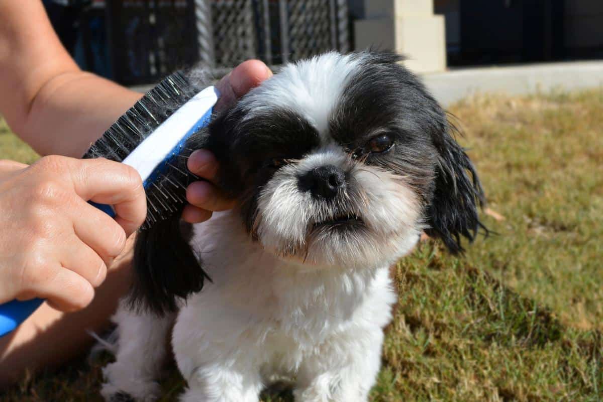 shih-tzu-dog-grooming