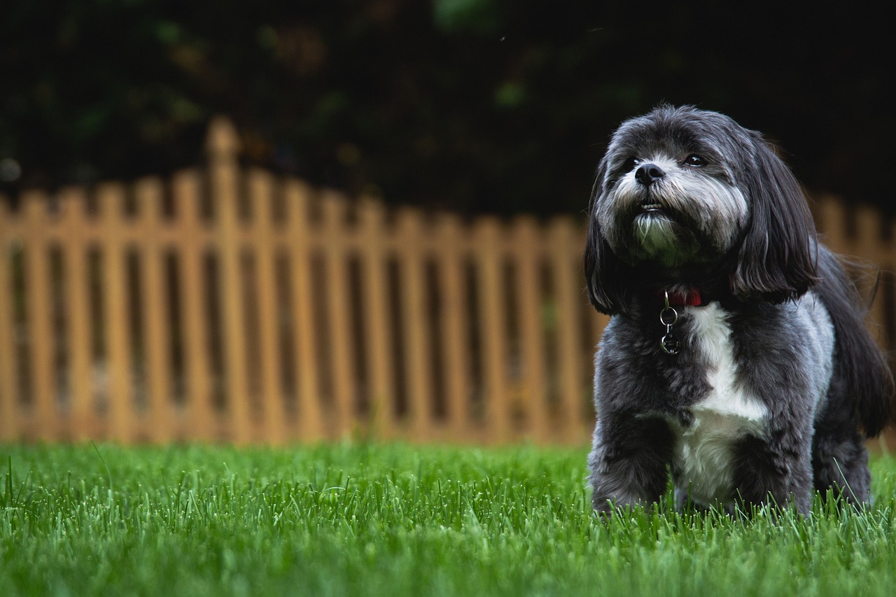 shih-tzu-training