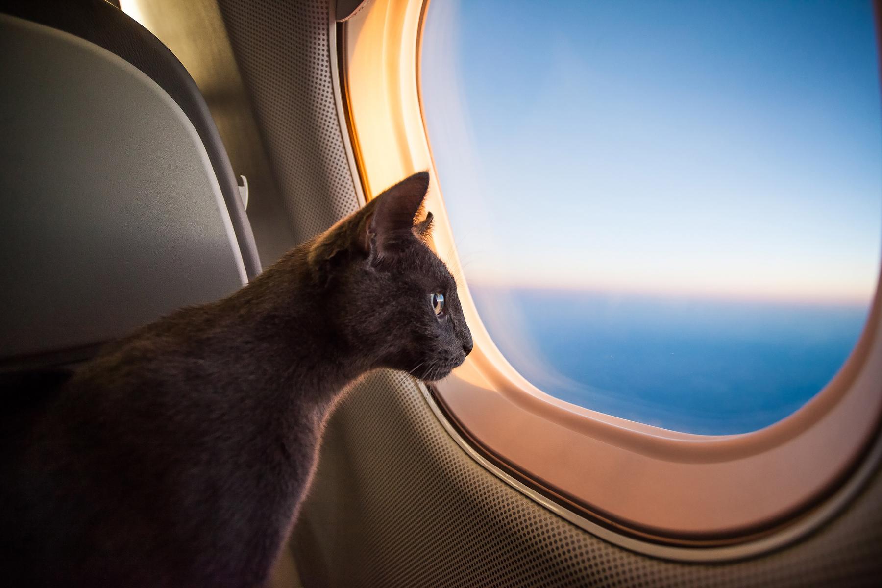 Cat Traveling