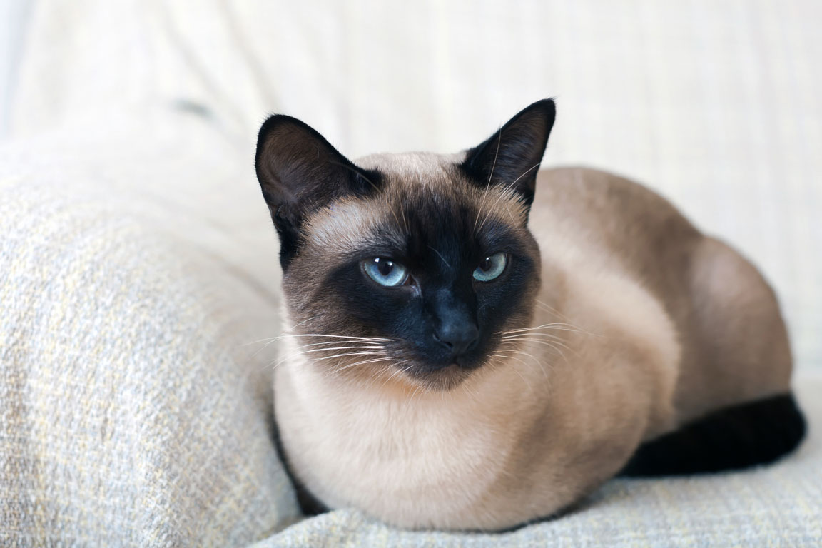Best Siamese Cat Breed Guide History, Health and Care