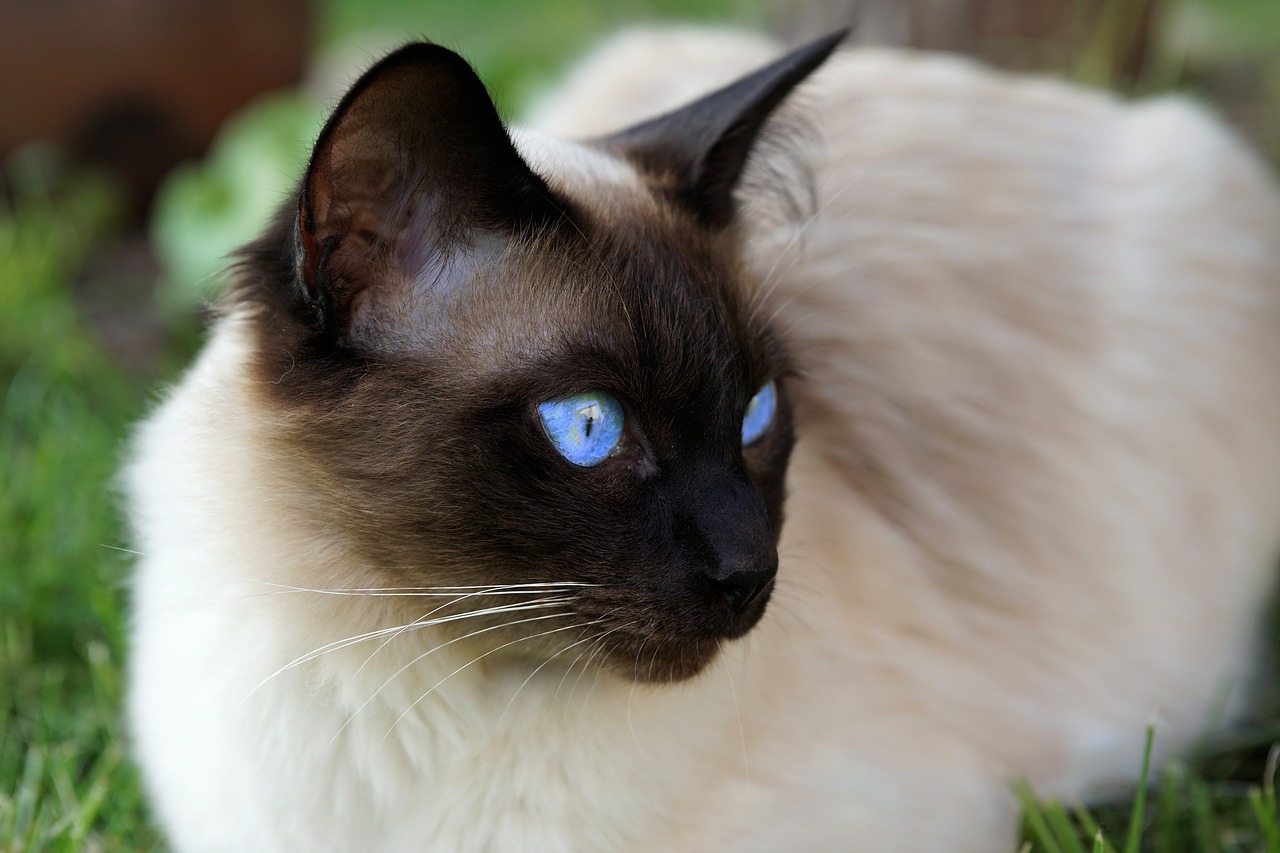 Best Siamese Cat Breed Guide History Health And Care