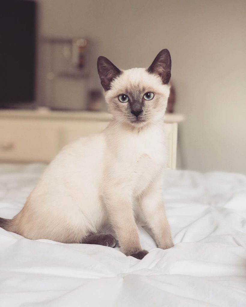 Best Siamese Cat Breed - Related Breeds and Litter Box Guide