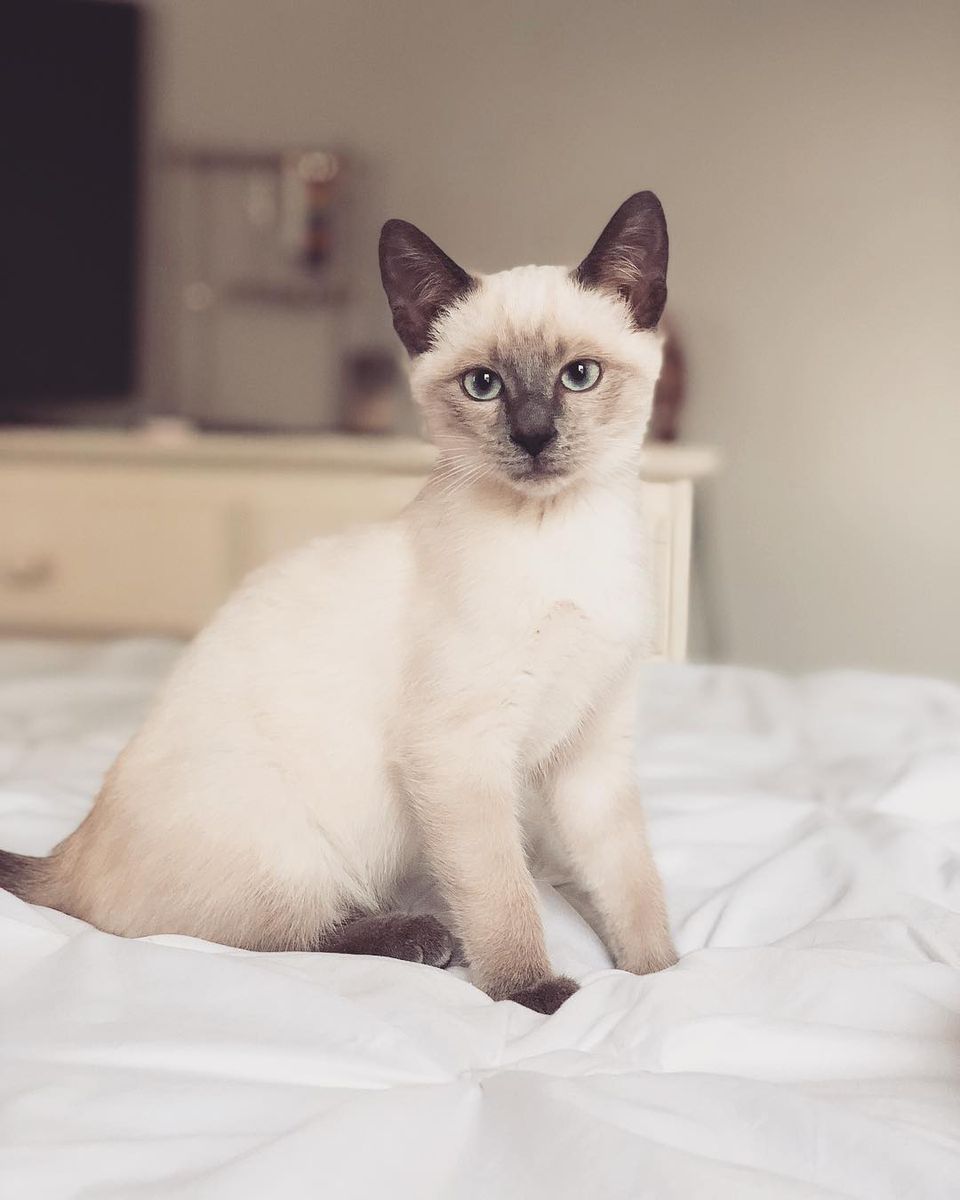 Best Siamese Cat Breed Related Breeds And Litter Box Guide