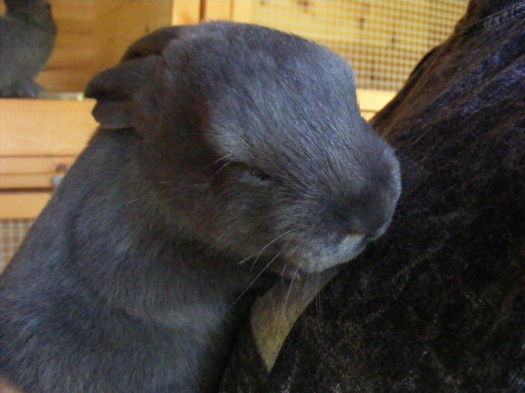 siberian-rabbit-breed