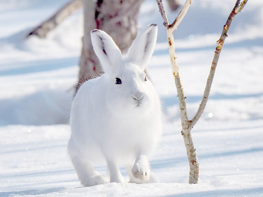 siberian-rabbit-breeds