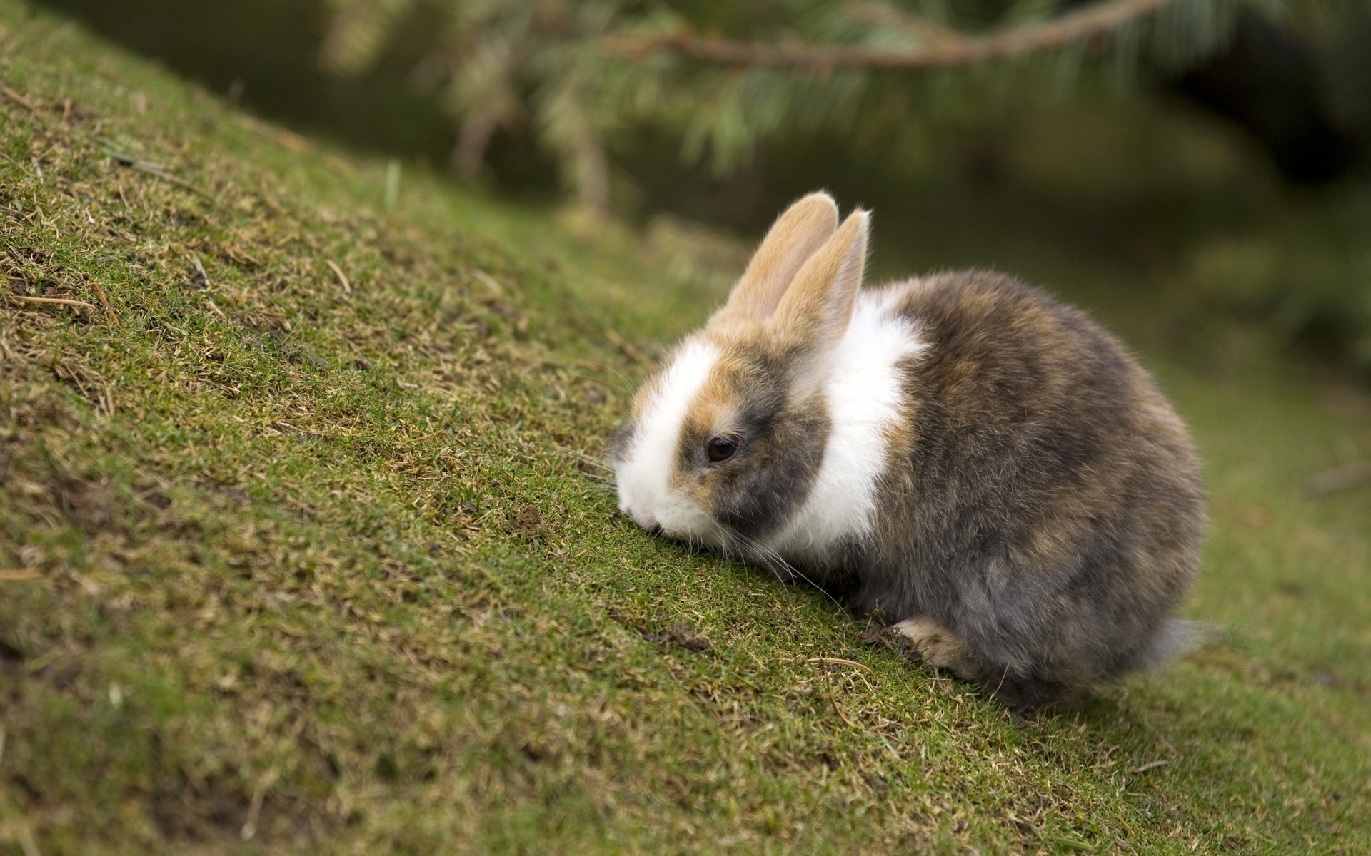 siberian-rabbits-breed