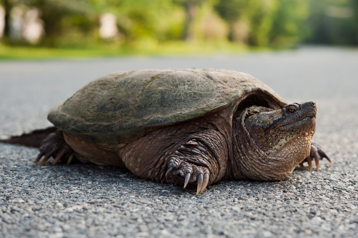 snapping-turtles-food