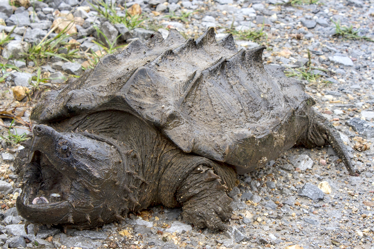 snapping-turtles-life