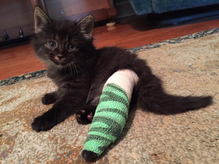 How to Splint a Cat Leg Things You Should Take Care of
