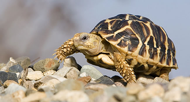 star-tortoise