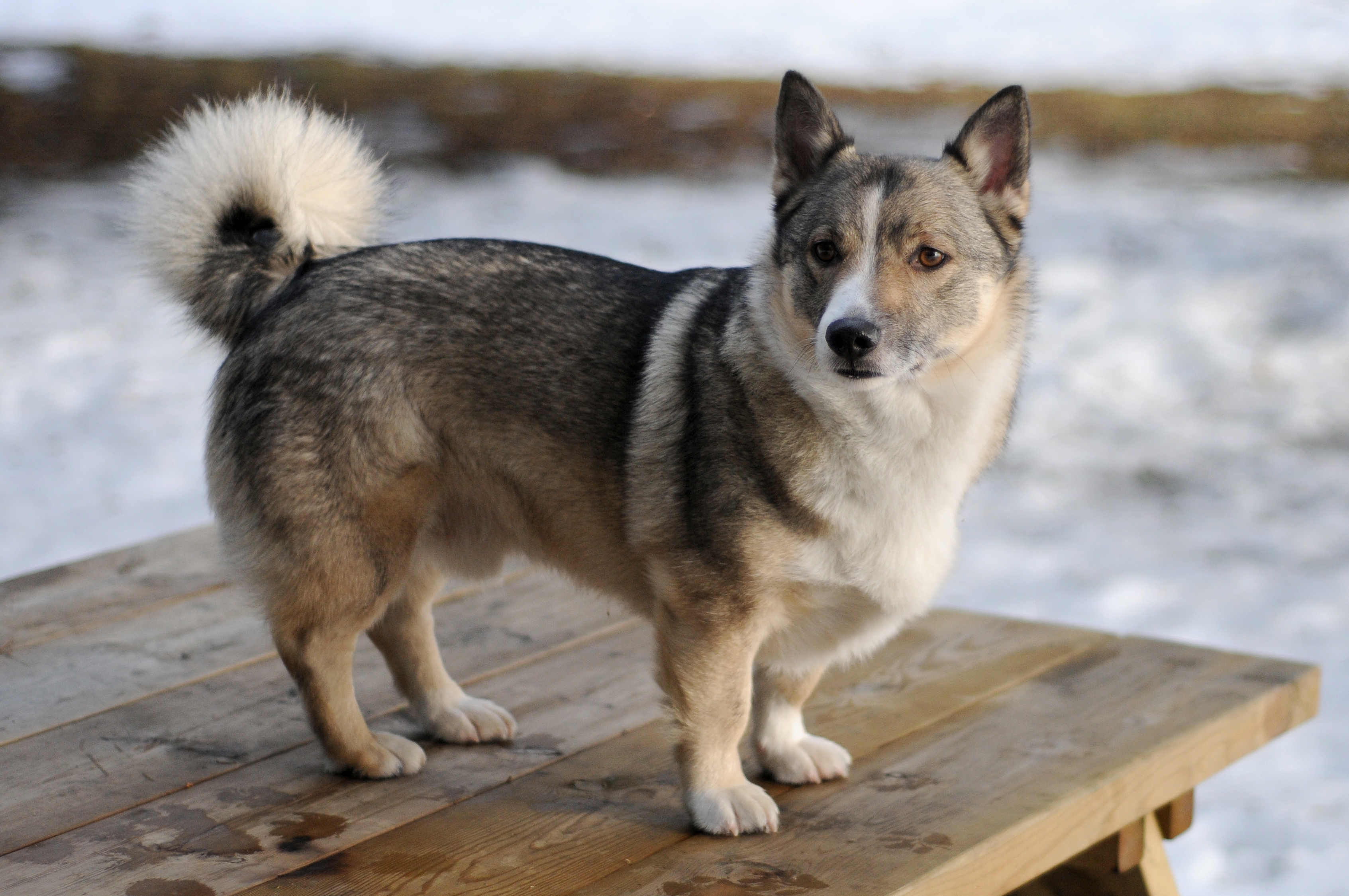 swedish-vallhund-dog