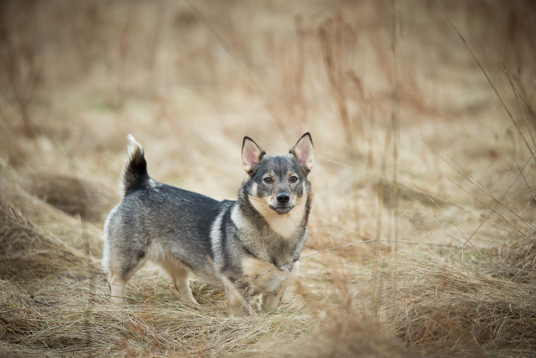 swedish-vallhund-dog