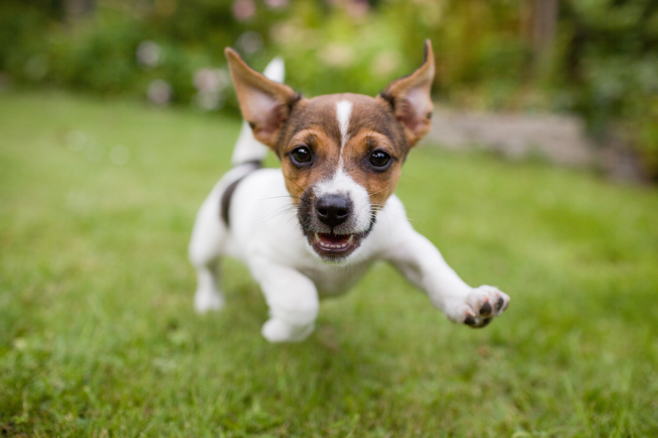 toy-fox-terrier