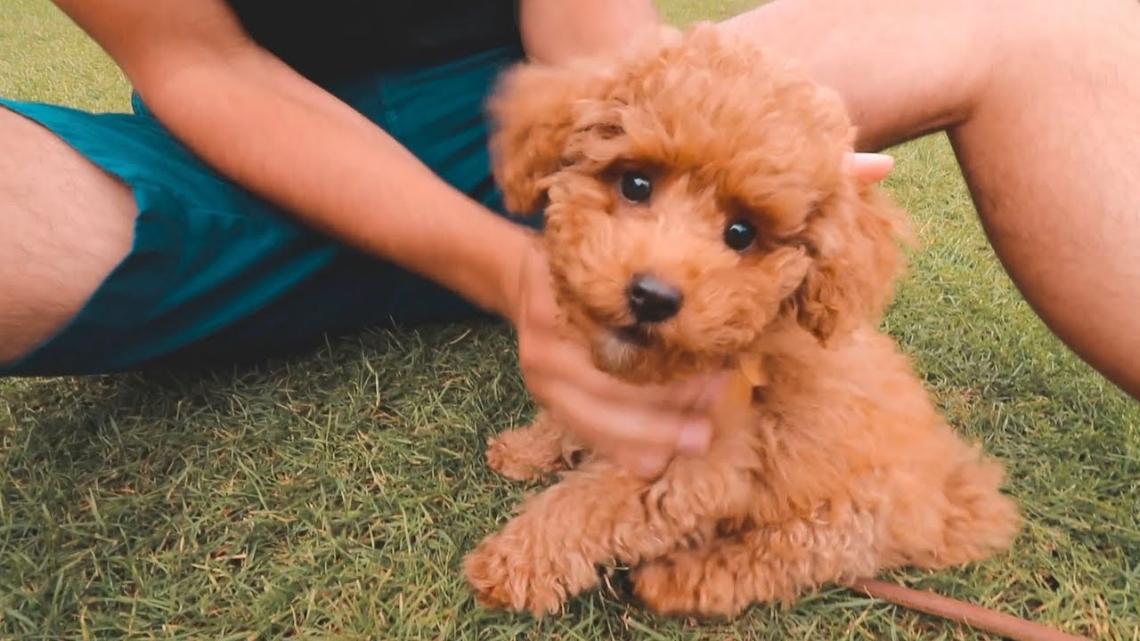 toy-poodle-chacterstics