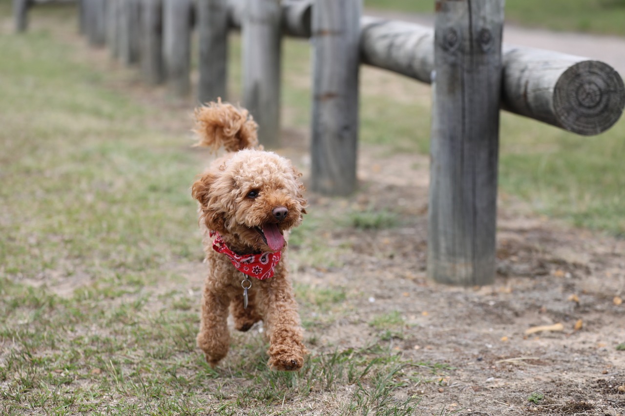 toy-poodle-health