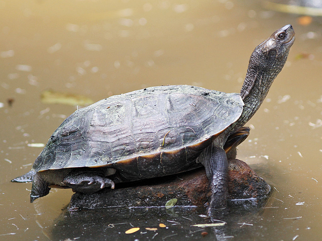 best-5-type-of-turtles-most-popular-turtles-breeds