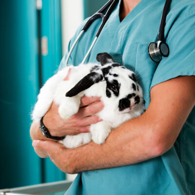 rabbit-injurie-treatment
