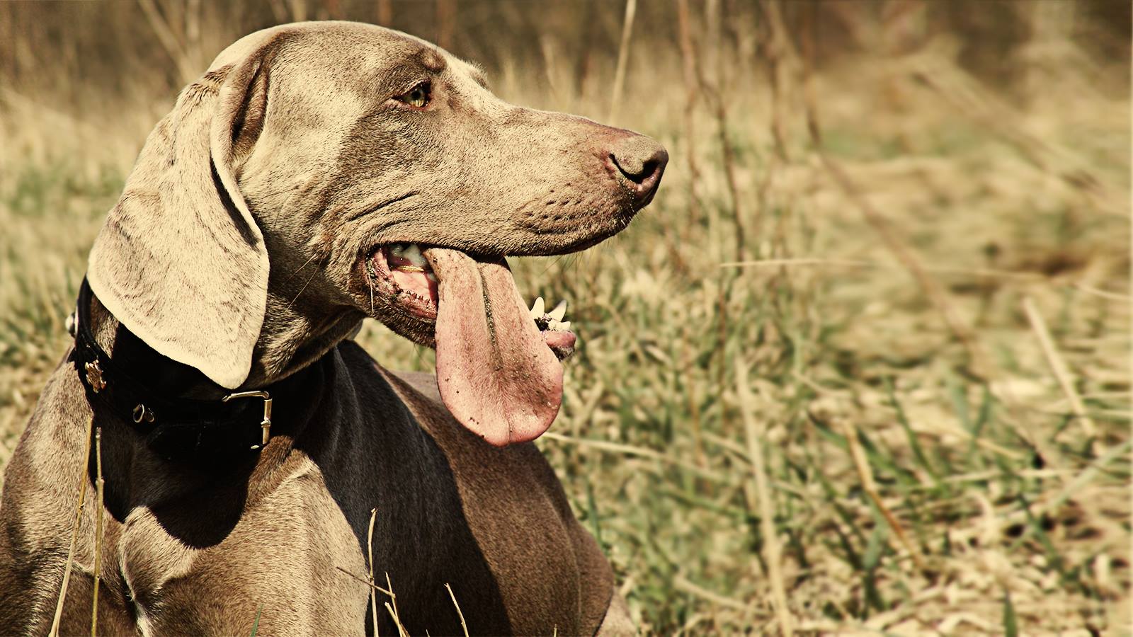 weimaraner-dog