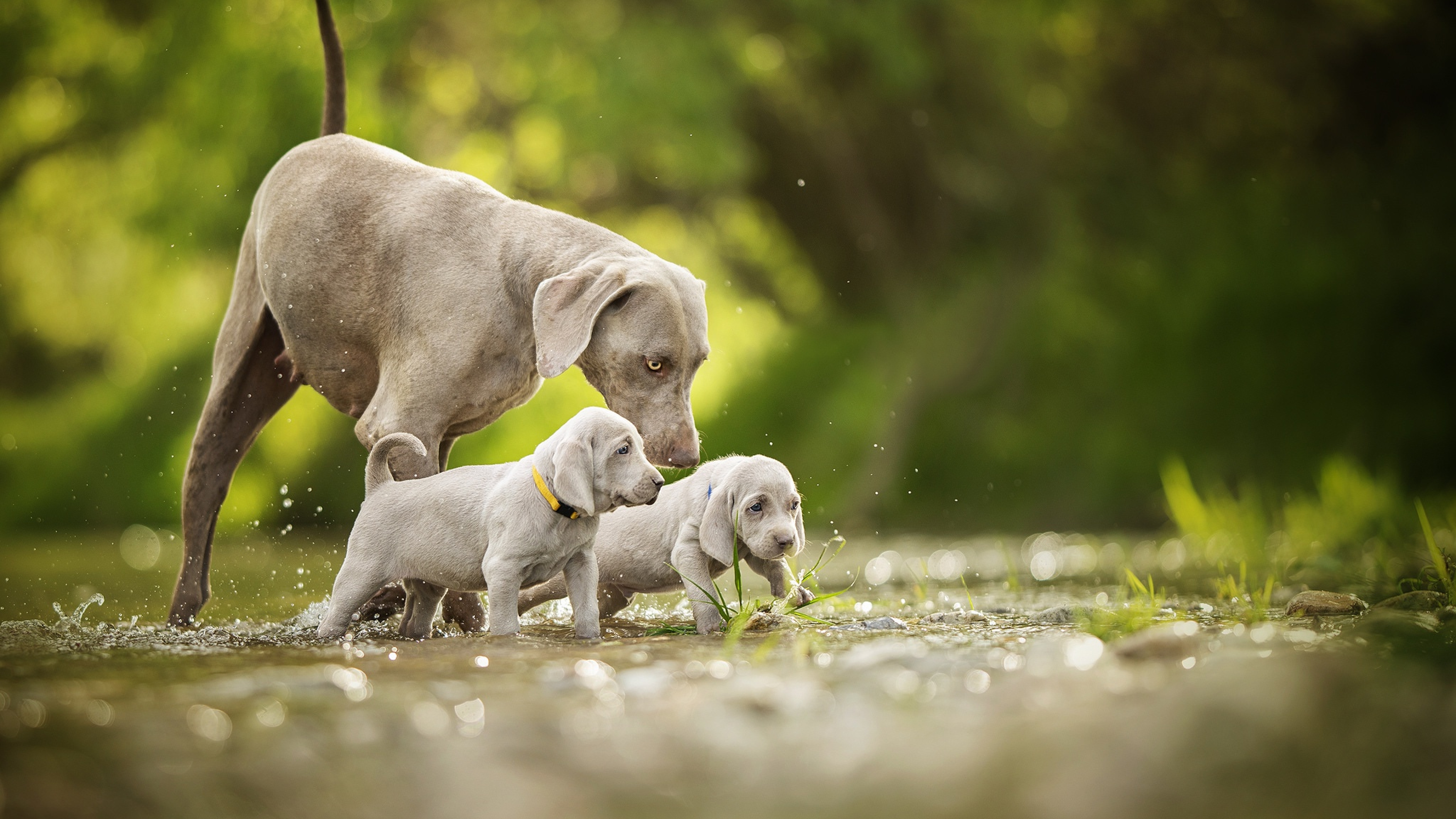 why-weimaraner-dog