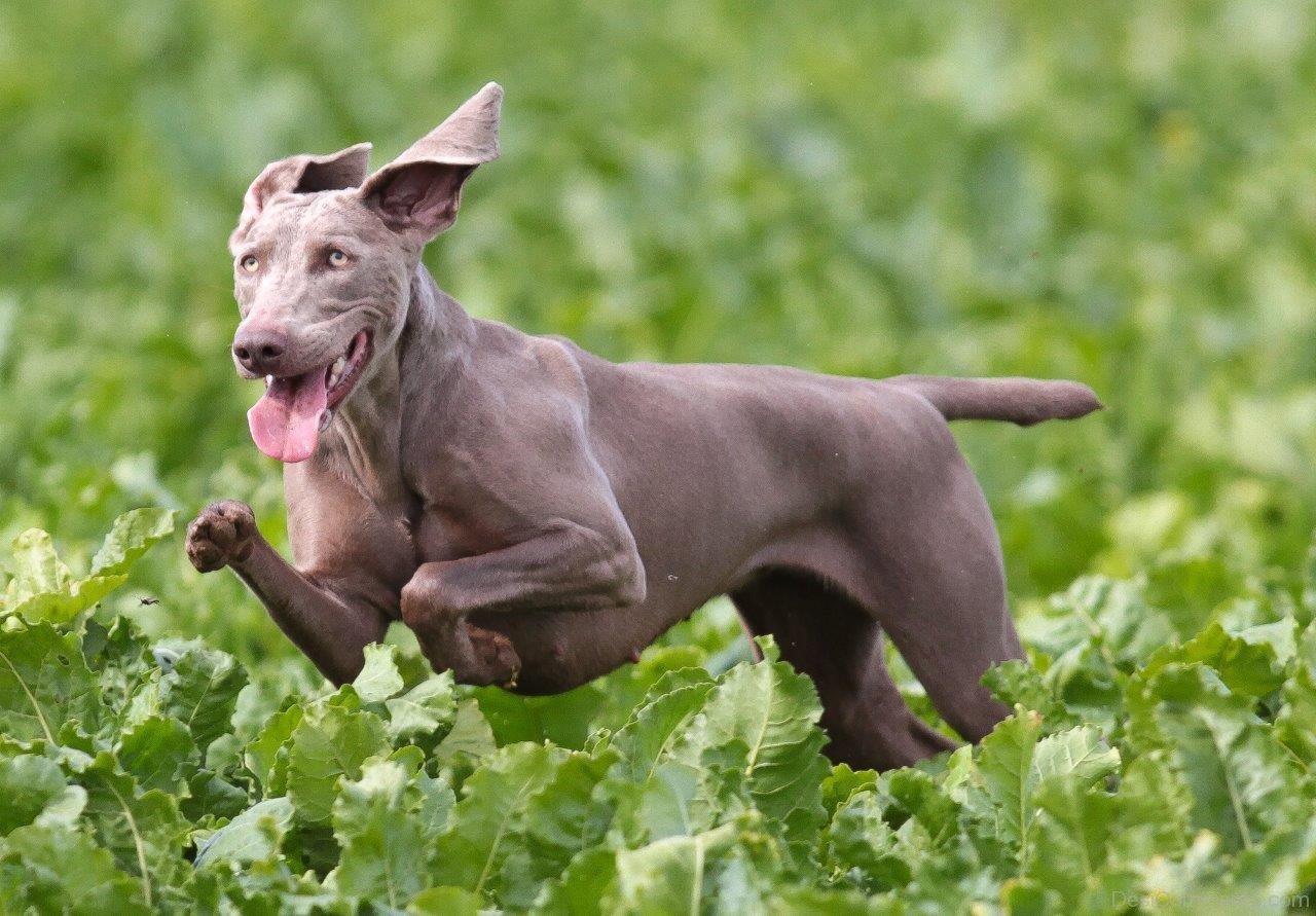 weimaraner-dog