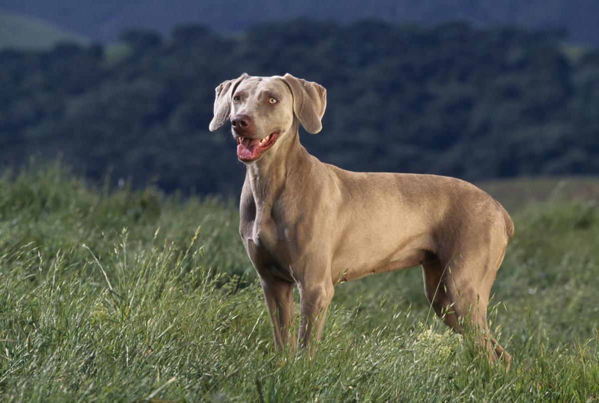 weimaraner-dog