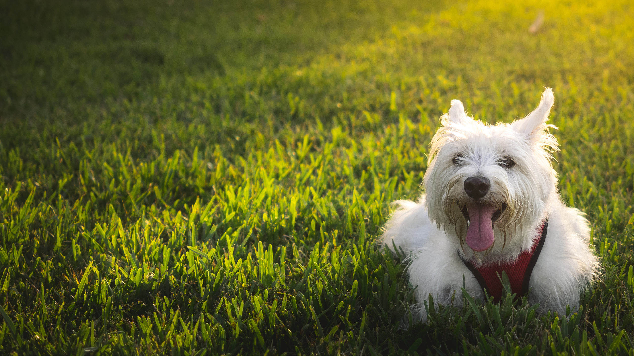 west-highland-white-terrier