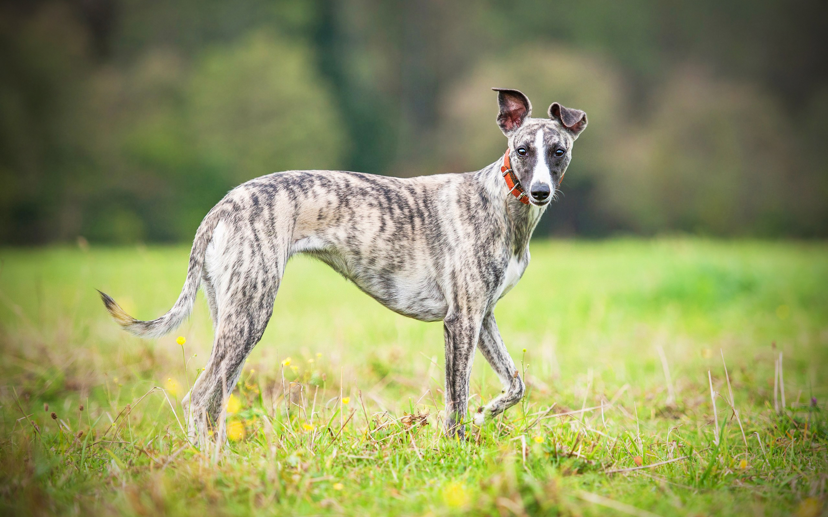 whippet-dog-characterstics