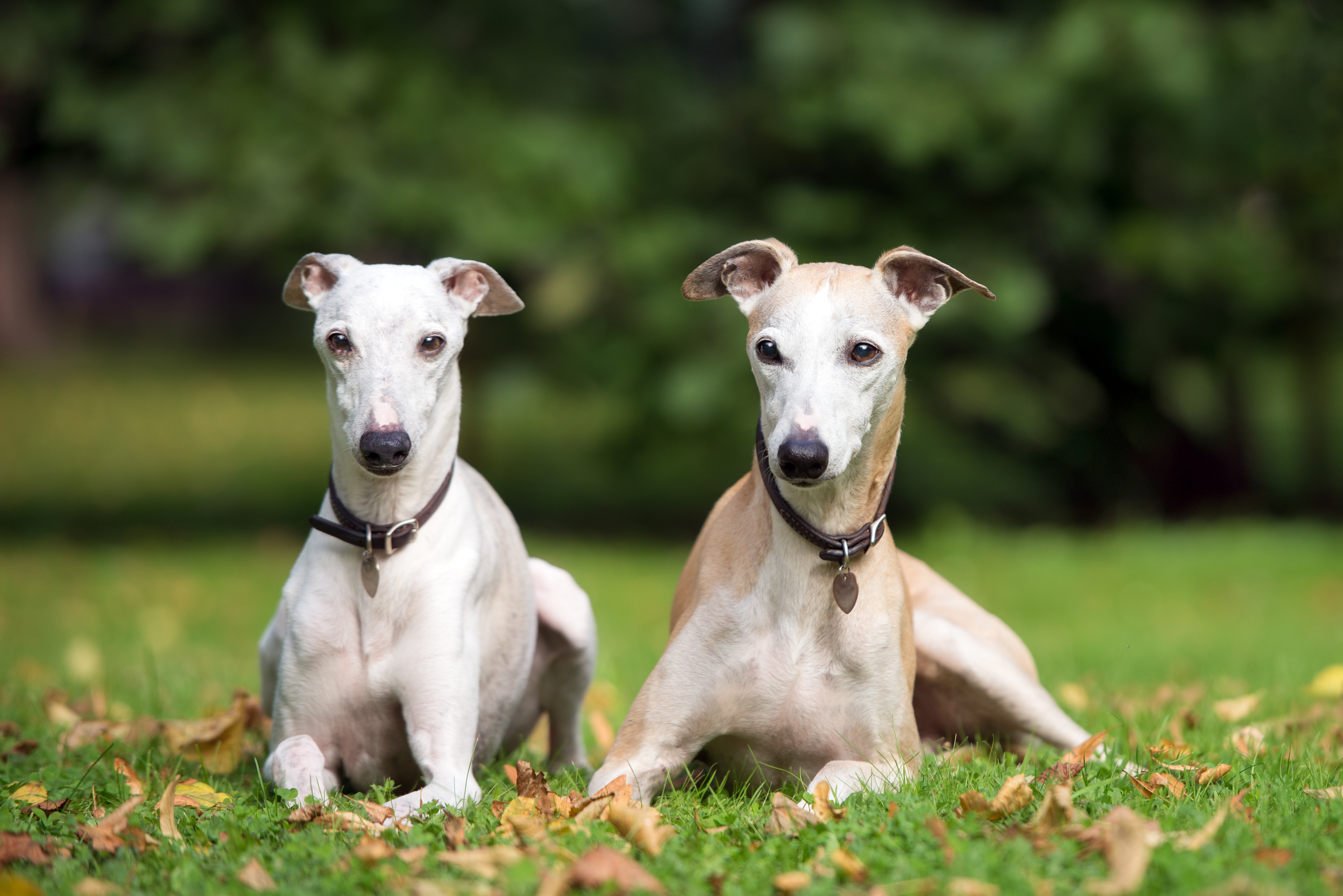 whippet-dog-Health