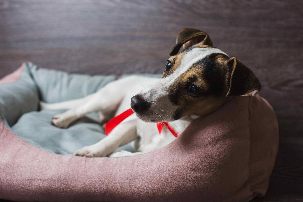 dog peeing on pillows